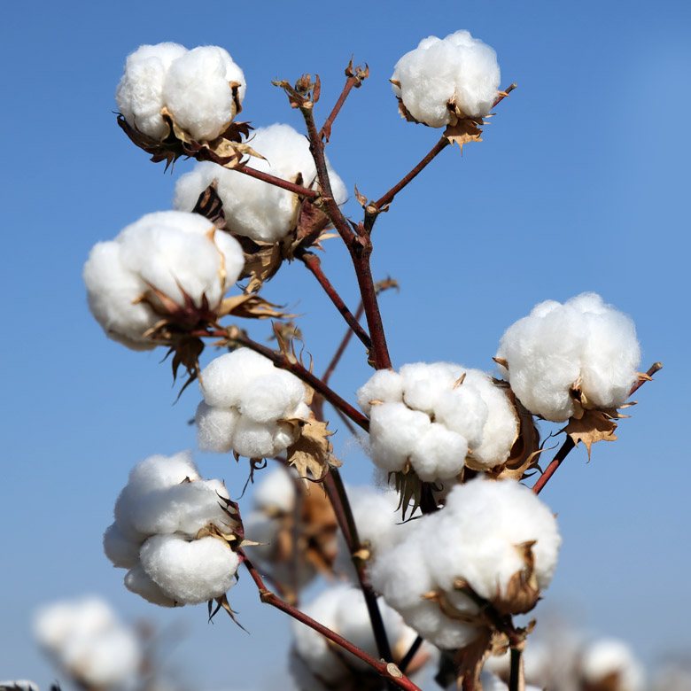 Cotton-Seed