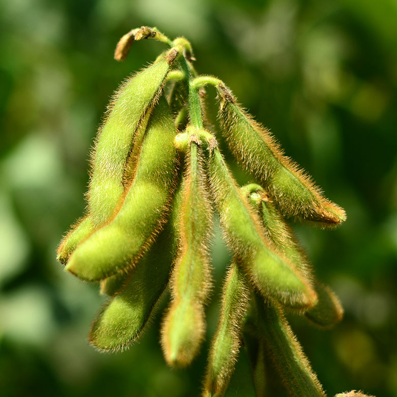 Soybean-Seed