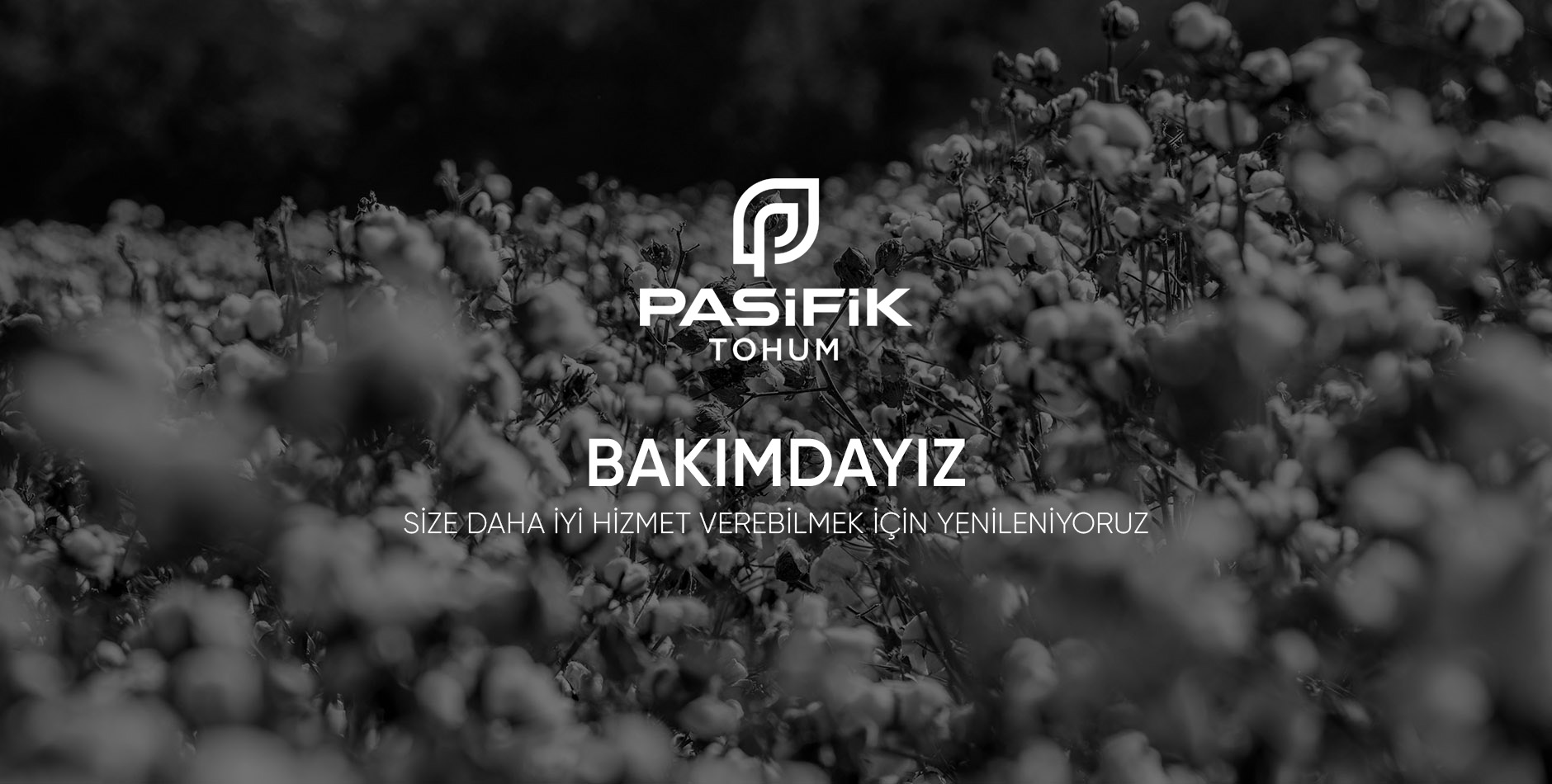 Pasifik Tohum